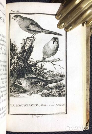 Бюффон. Естественная история, 1799 год