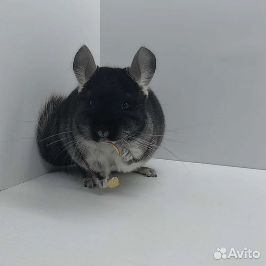 Шиншилла девочки