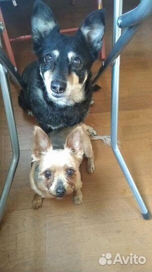 Домашняя передержка