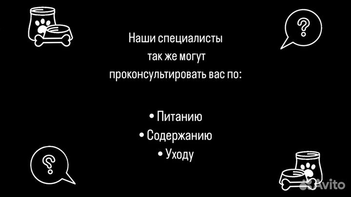 Услуги кинолога