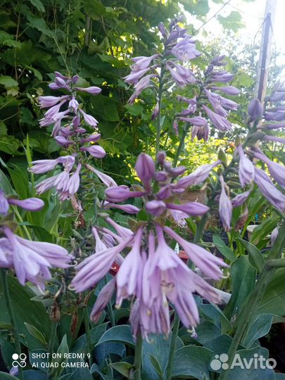 Хоста голубая