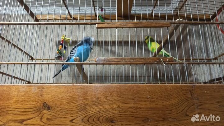 Волнистый попугай пара с клеткой