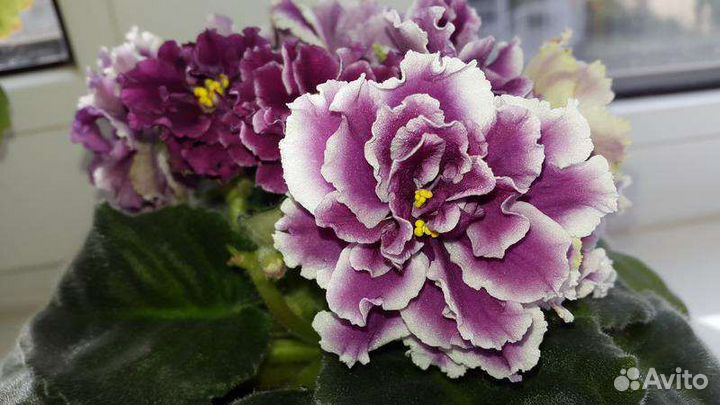 Фиалка рс- Герцогиня, нд-Мурзилка