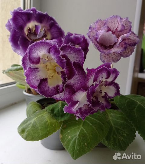 Глоксинии семена