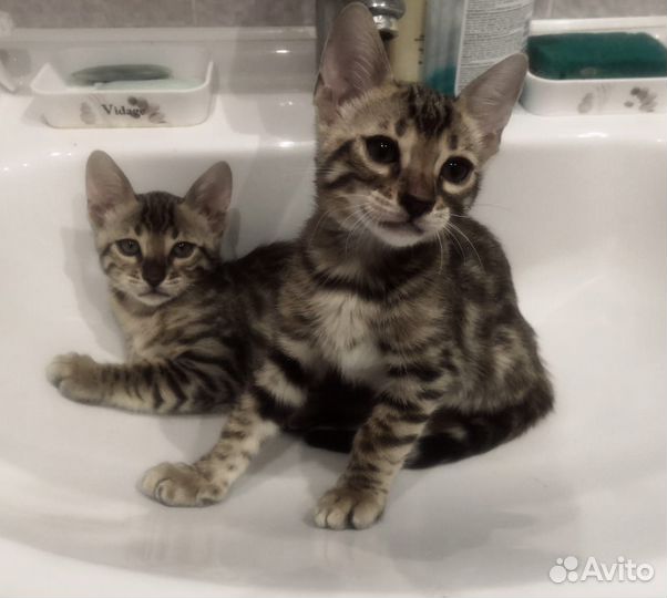 Бенгальские котята
