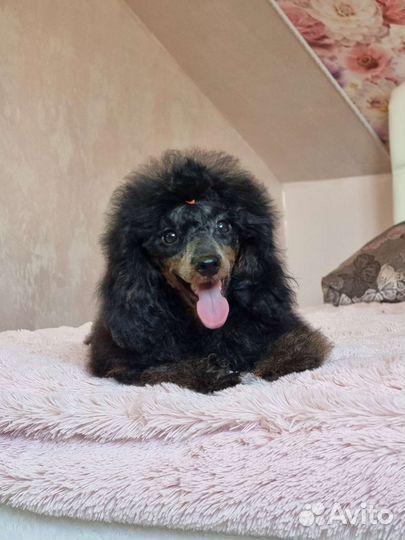 Карликовый той-пудель