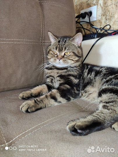 Котик на вязку