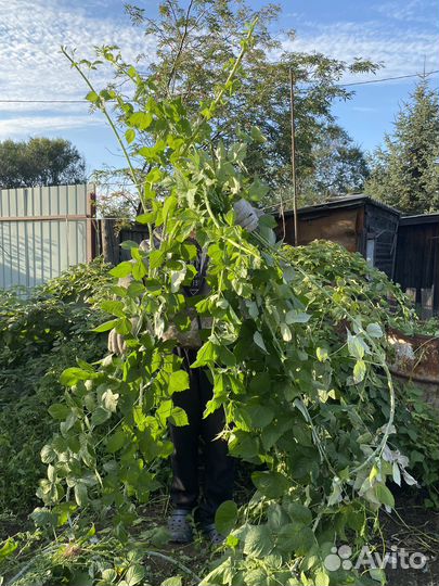 Куст ежевики