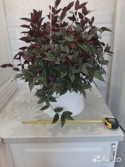 Традесканция в подвесном кашпо