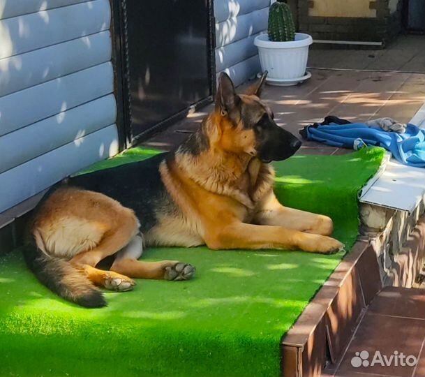 Вязка кабель немецкой овчарки