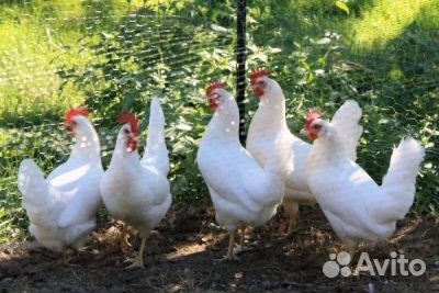 Куры несушки с доставкой