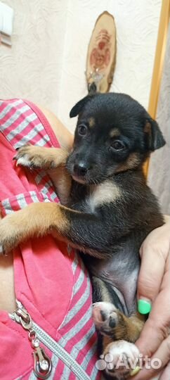 Щенок девочка в добрые руки бесплатно