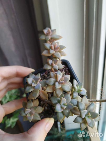 Суккуленты