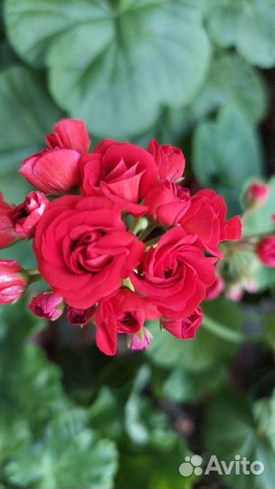 Сортовые герани. пеларгонии