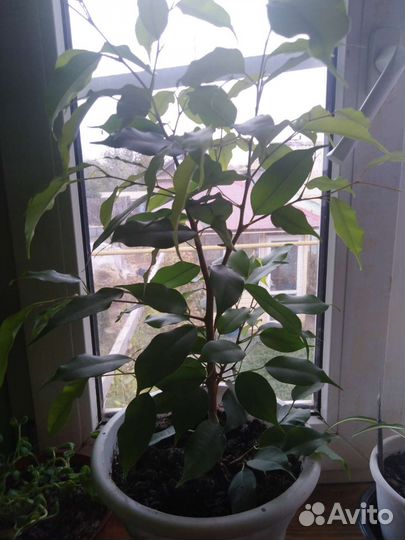 Фикус(Наташа)