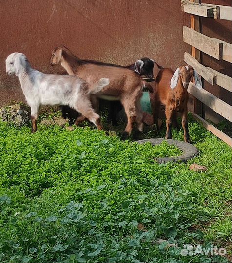 Нубийские козлята