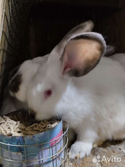 Калифорнийские кролики