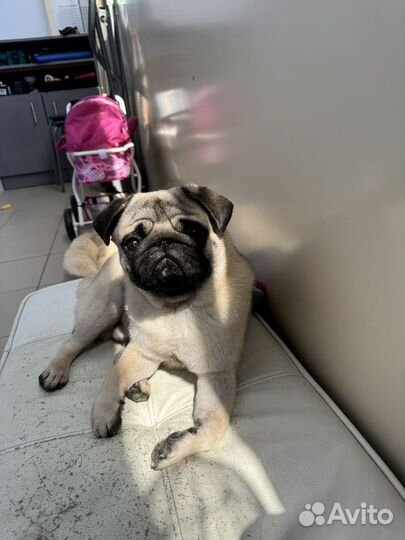 Мопс вязка мальчик