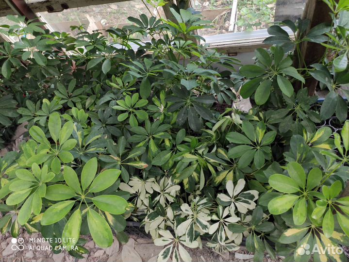 Фикусы шефлеры ройцисус(комнатный виноград)