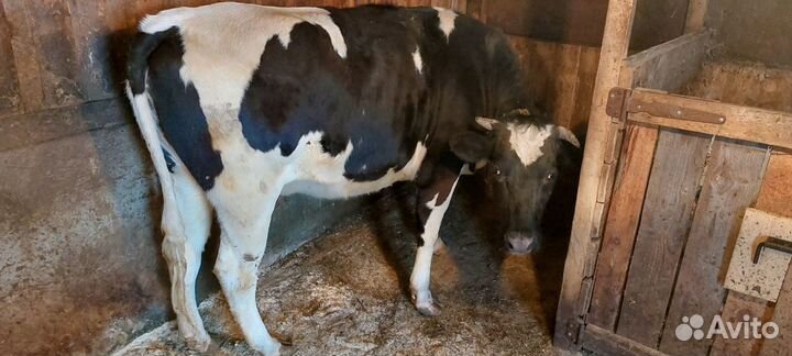 Нетель от голштин