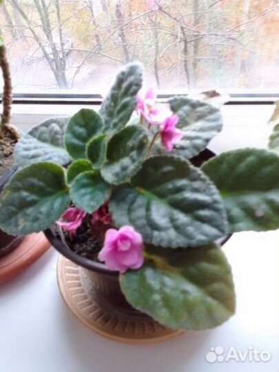 Фиалка в горшках