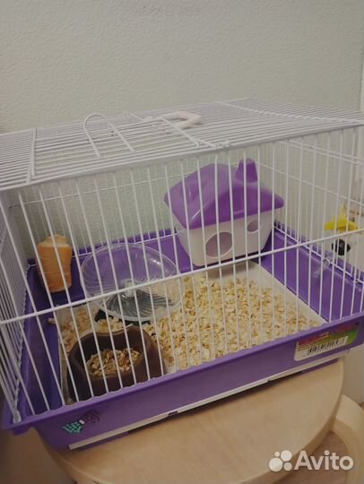 Джунгарский хомяк