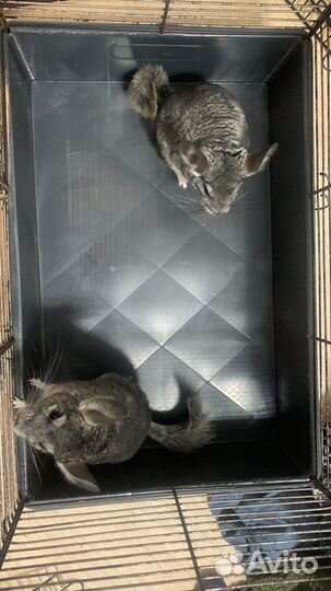 Продам двух шиншилл