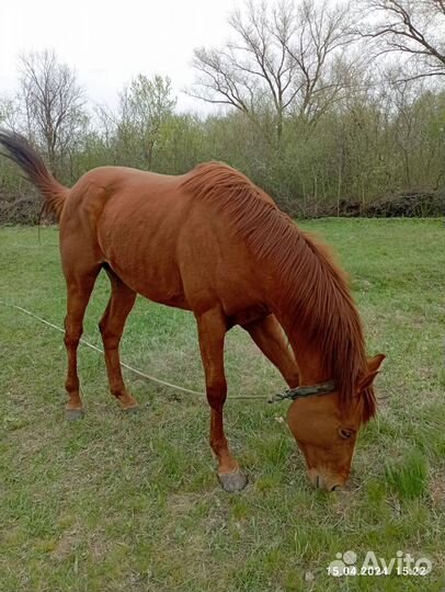 Жеребец англо-буденовец