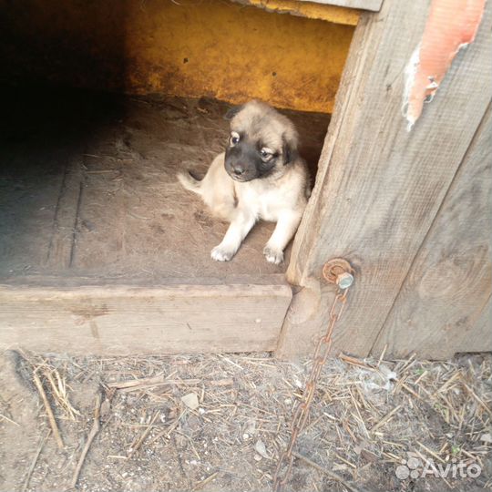 Щенки дворняжки отдаю в добрые руки