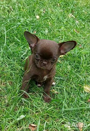 Чихуахуа кукольный мальчик шоколад