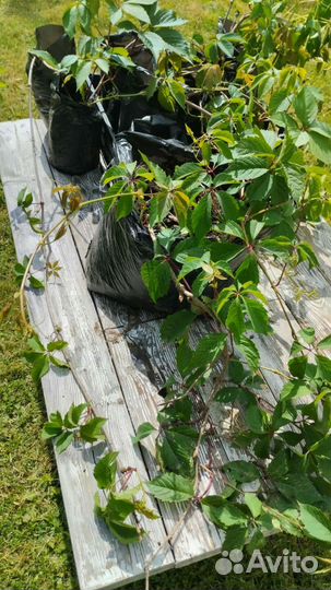 Саженцы девичий виноград