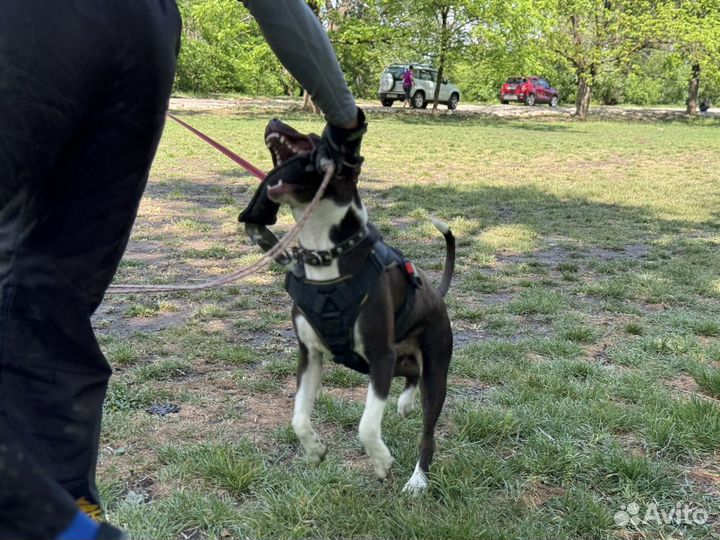 Питбуль вязка