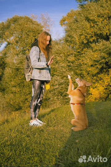 Кинолог/Дрессировка и воспитание собак