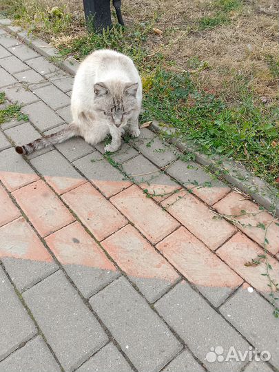 Огромный кот