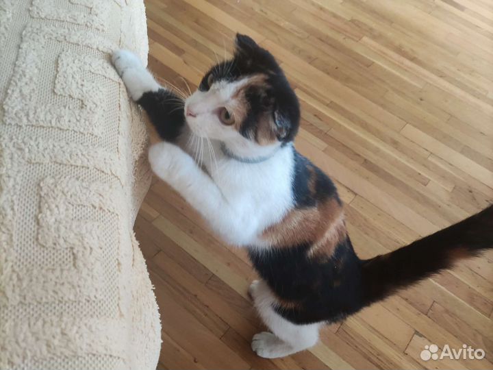 Кошка бесплатно