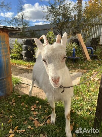 Коза дойная