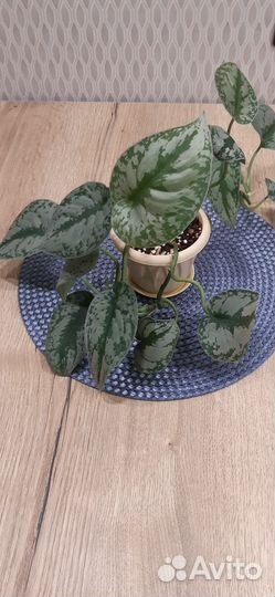 Продаются два цветка сциндапсус Пиктус