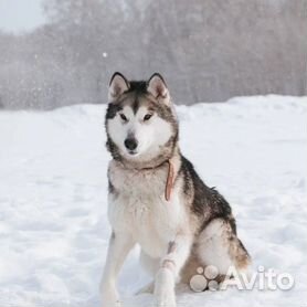 Собачка в стиле Тильда. Интерьерная игрушка собака. Символ года собачка.