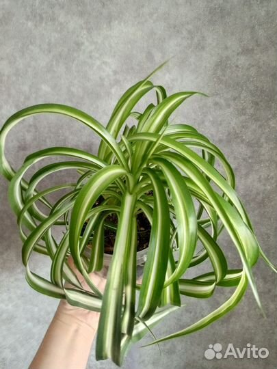 Хлорофитум кудрявый в 1 л