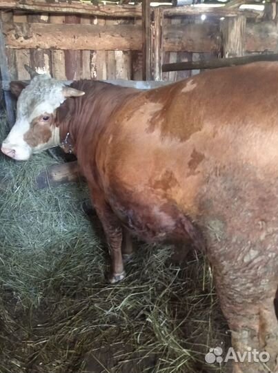 Бычки и быки