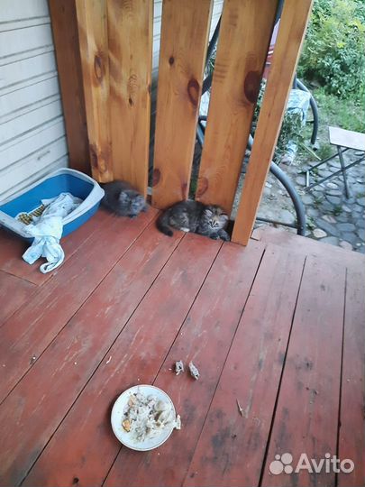 Отдам котят в добрые руки