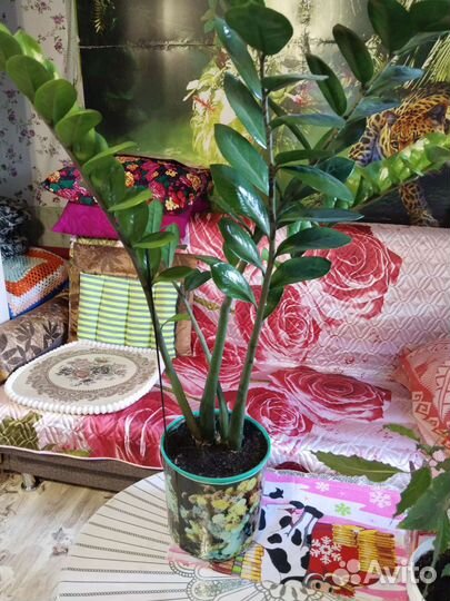 Домашнии цветы