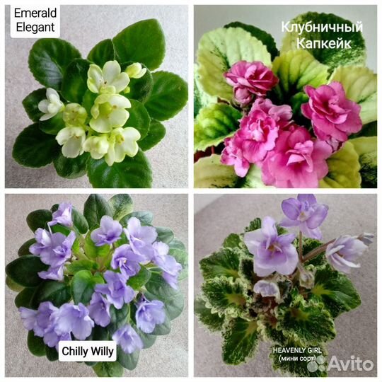 Фиалки миниатюры