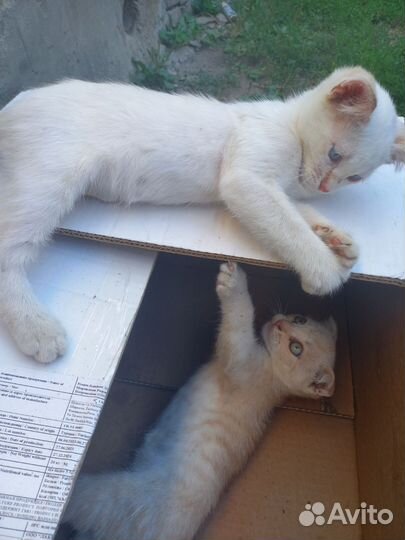 Котики бесплатно в добрые руки