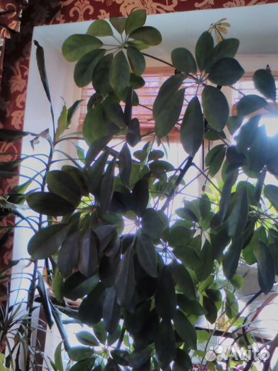 Длиномеры растения