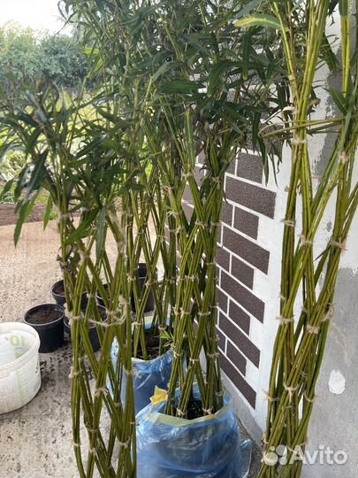 Плетеная Ива Декоративные украшения из ивы