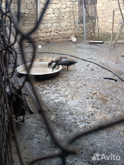 Хохлатые утки и каюги