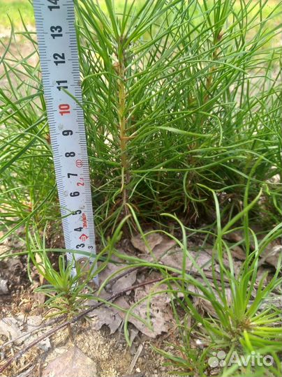 Саженцы сосны и ели