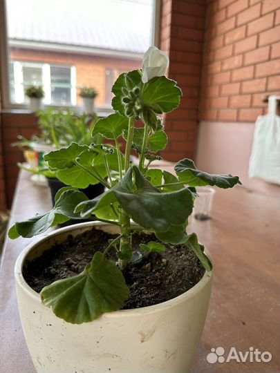 Комнатные растения цветы герань пеларгония