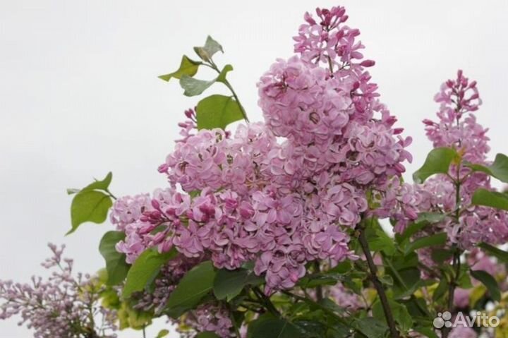 Сирень Бюффон